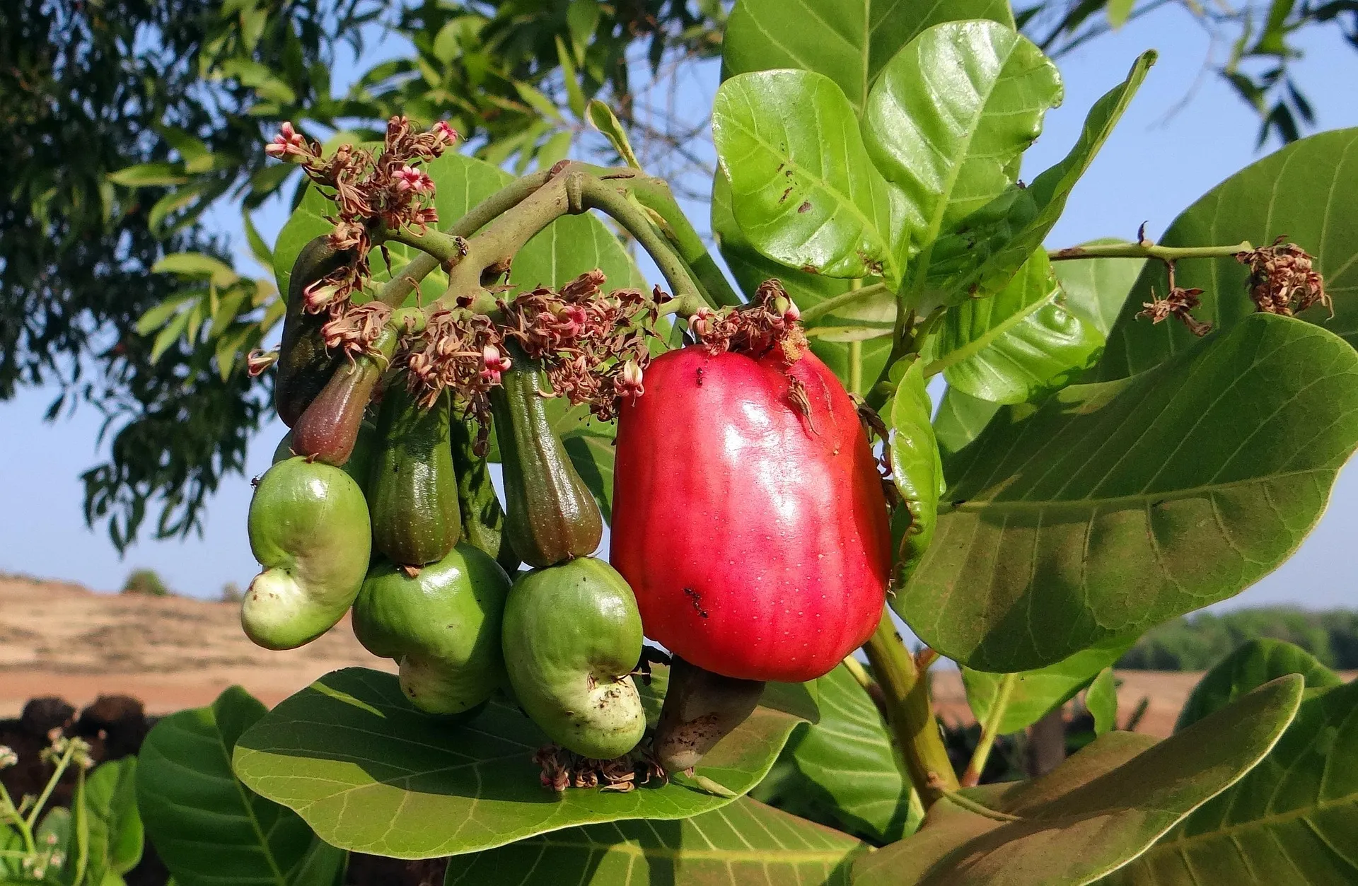 Árbol de anacardo con frutos maduros y marañones